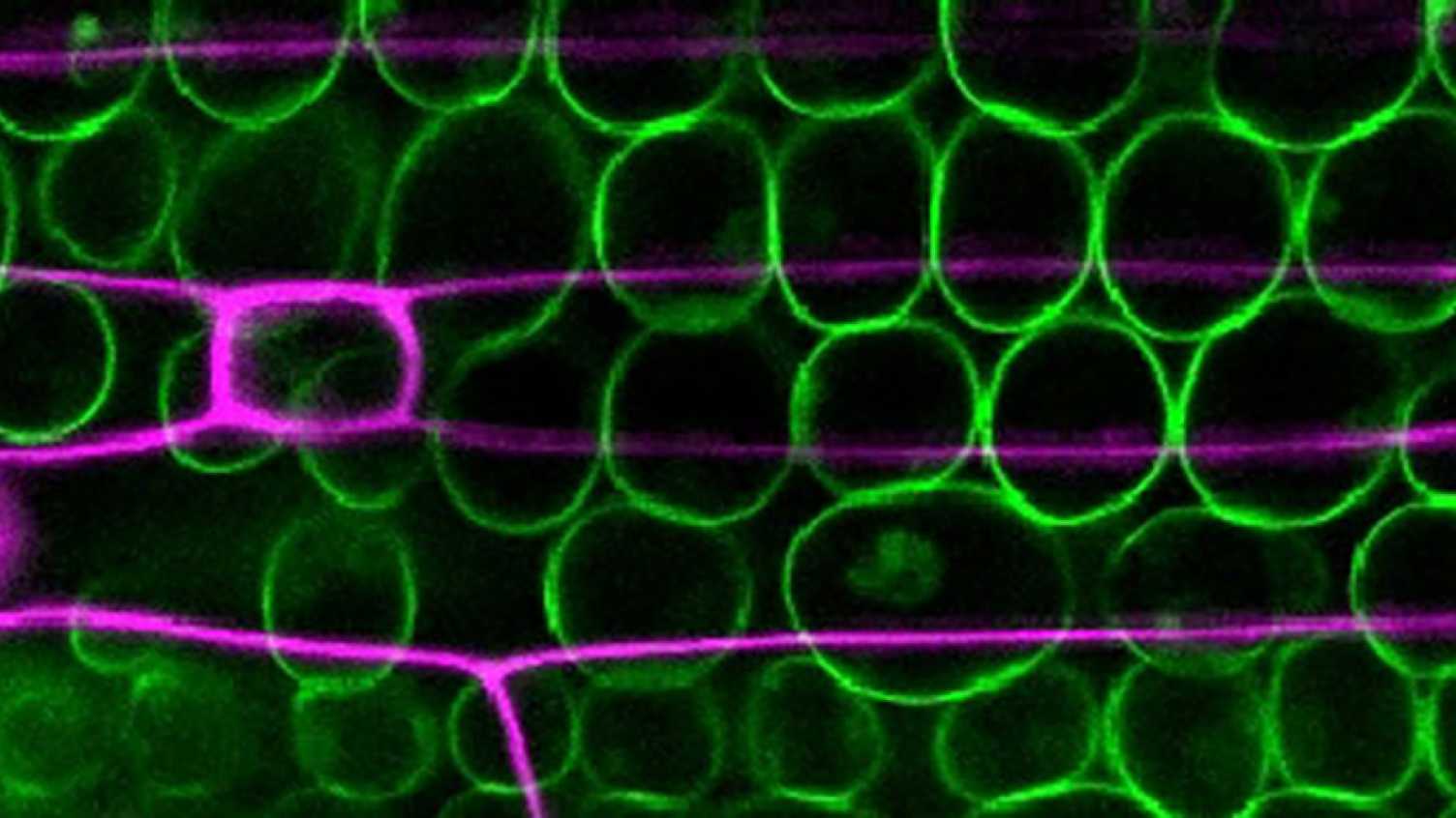 Thumbnail for Scientists discover how plants breathe – and how humans shaped their 'lungs' |…