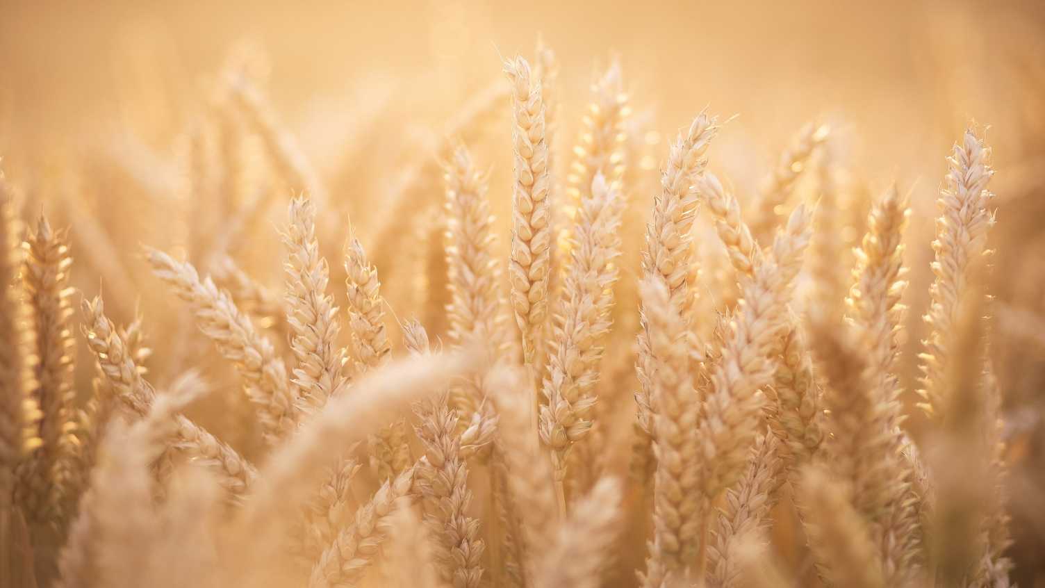 Thumbnail for Scientists develop climate-ready wheat that can survive drought conditions | Ins…