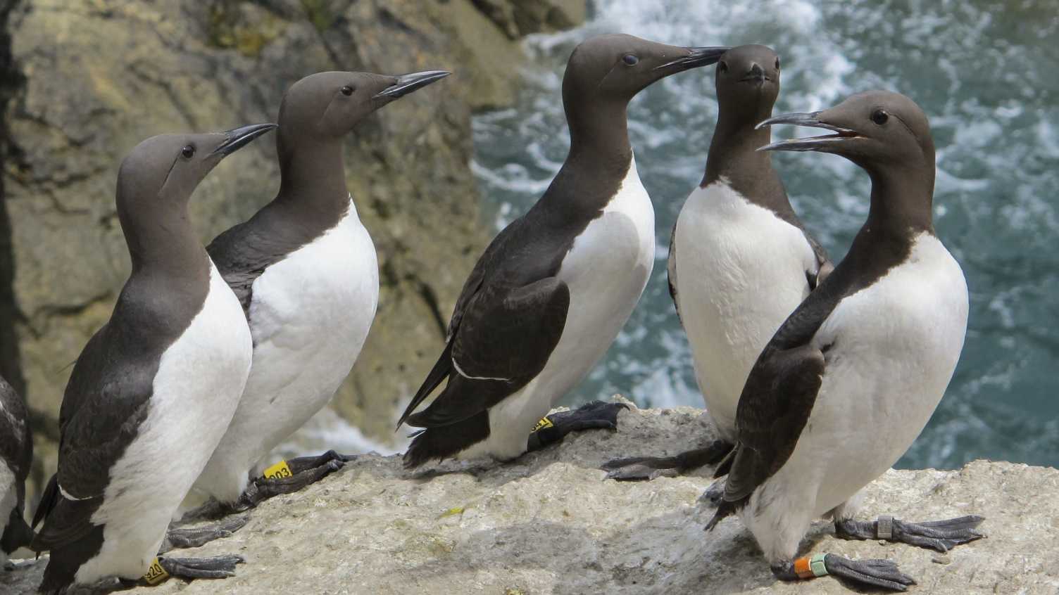 Thumbnail for Seabird appeal reaches £100,000 target to help battle changing climates | Alumn…