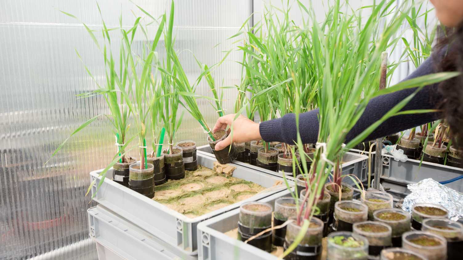 Thumbnail for Scientists discover C4 photosynthesis boosts growth by altering size and structu…