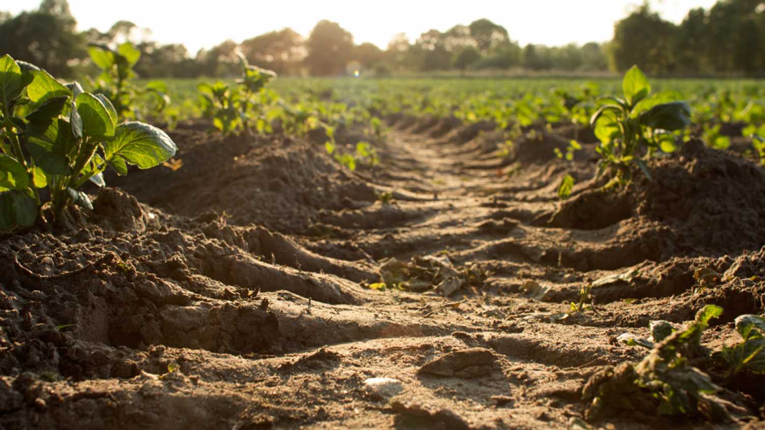 Thumbnail for Rock dust helps soils store carbon and boosts crop yields, research shows | Inst…