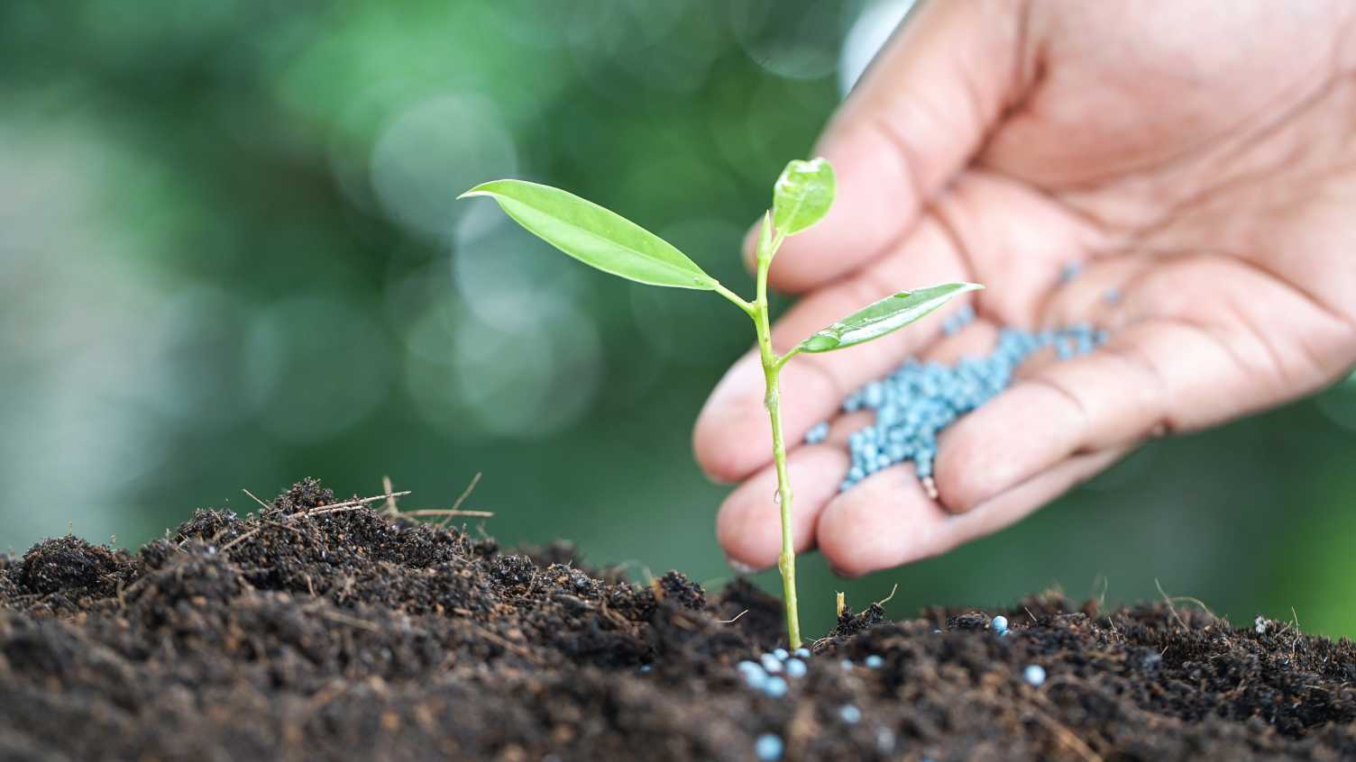 Thumbnail for Blue Urea: A fertiliser with reduced environmental impact | Institute for Sustai…