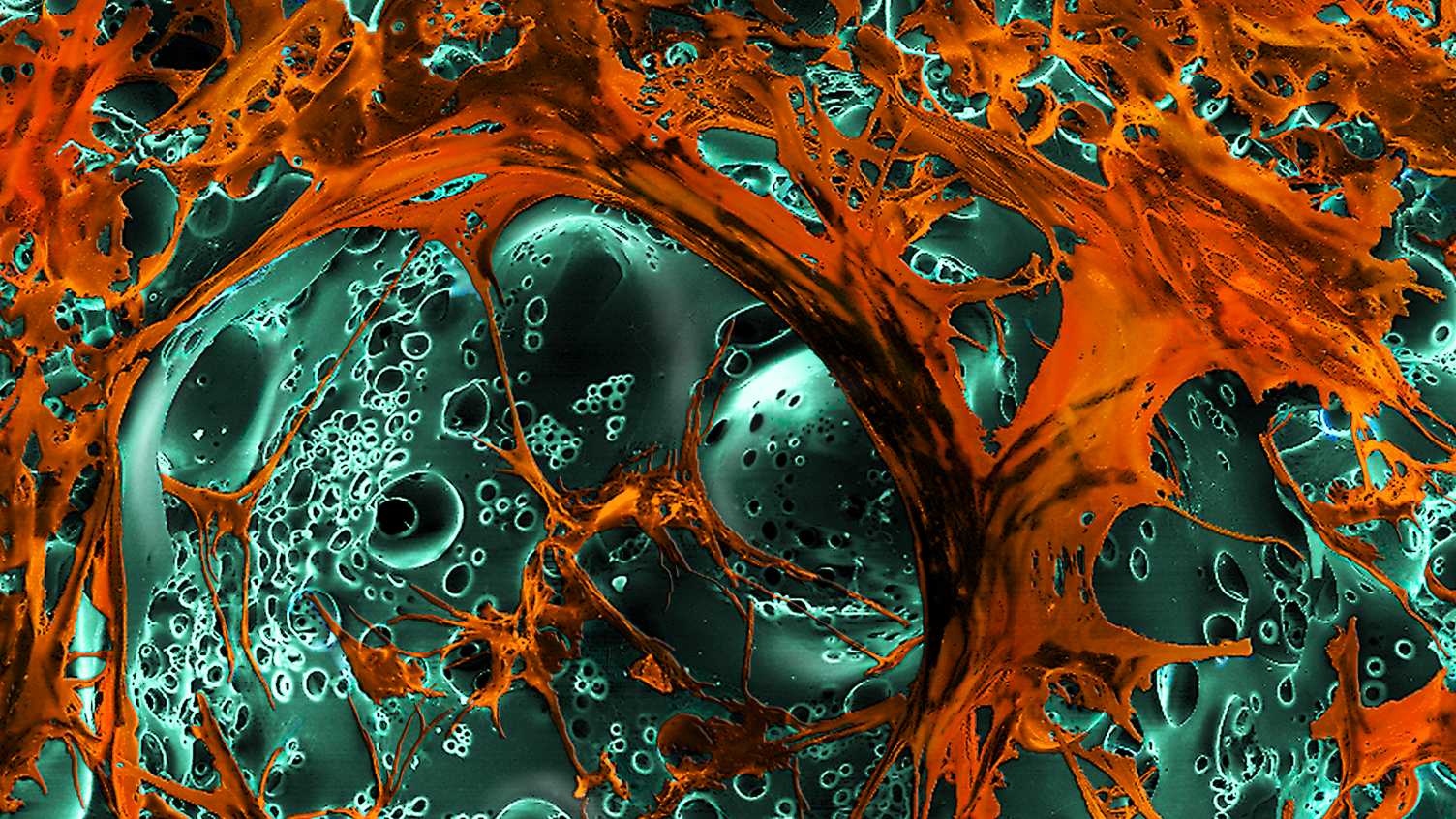 Thumbnail for Serkan Dikici graduates with PhD | 3dBioMat 