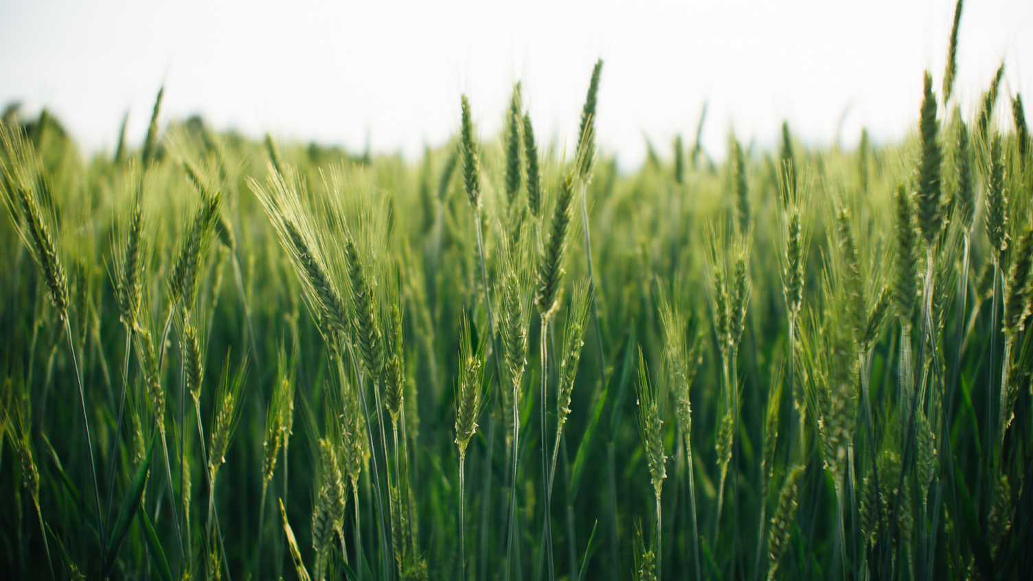 Thumbnail for Overuse of herbicides costing UK economy £400 million per year | Institute for …
