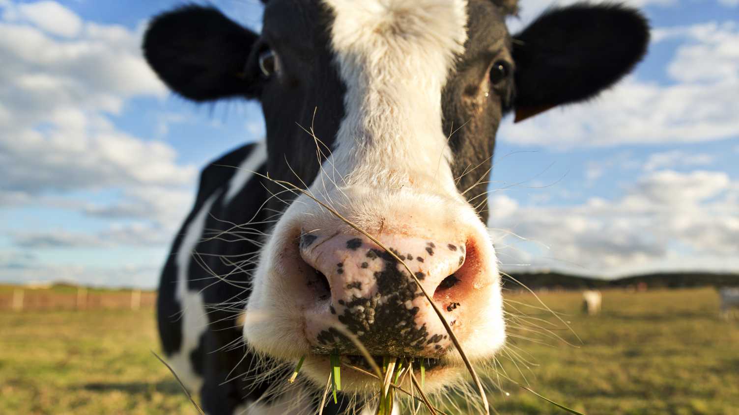 Thumbnail for Apocalypse Cow: Our thoughts | Institute for Sustainable Food 