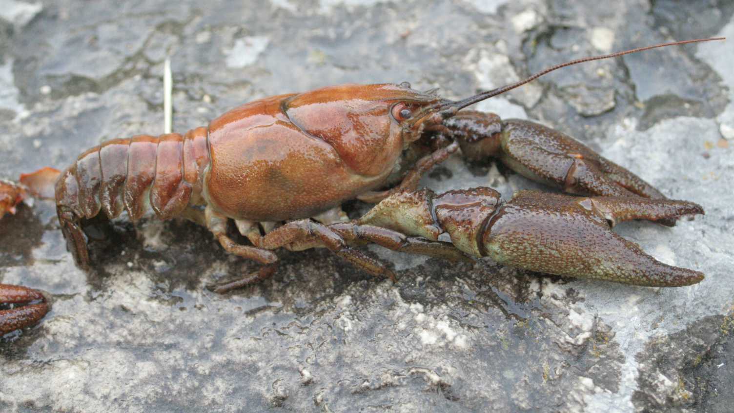 Thumbnail for Saving Sheffield's white-clawed crayfish | Don catchment 