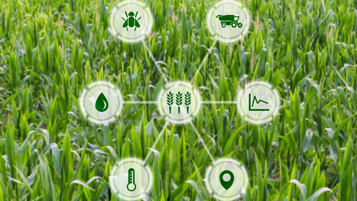 Thumbnail for Developing sensors to detect phosphates in soil | Institute for Sustainable Food…