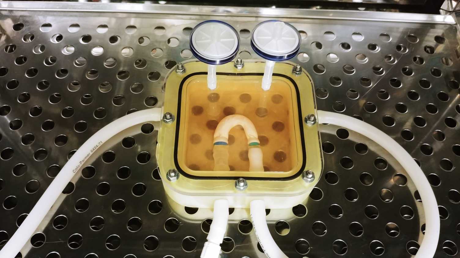 Thumbnail for Elastomeric Polymer Scaffolds for 3D Cell and Tissue Culture | Royce at the Univ…