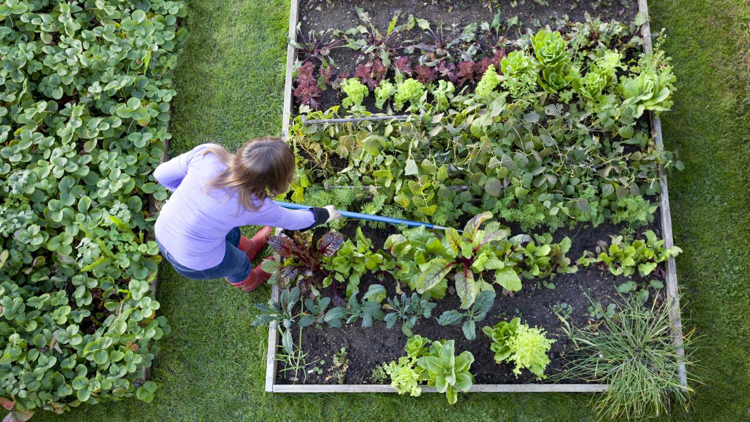 Thumbnail for Allotment land cut by 65 per cent since mid-1900s | Institute for Sustainable Fo…