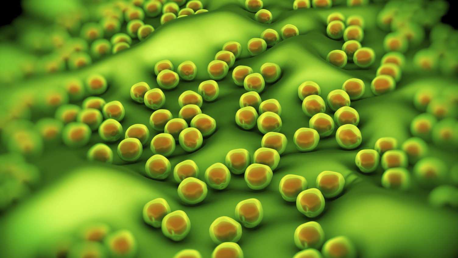 Thumbnail for Crowdsourcing friendly bacteria helps superbug cause infection | Biosciences 