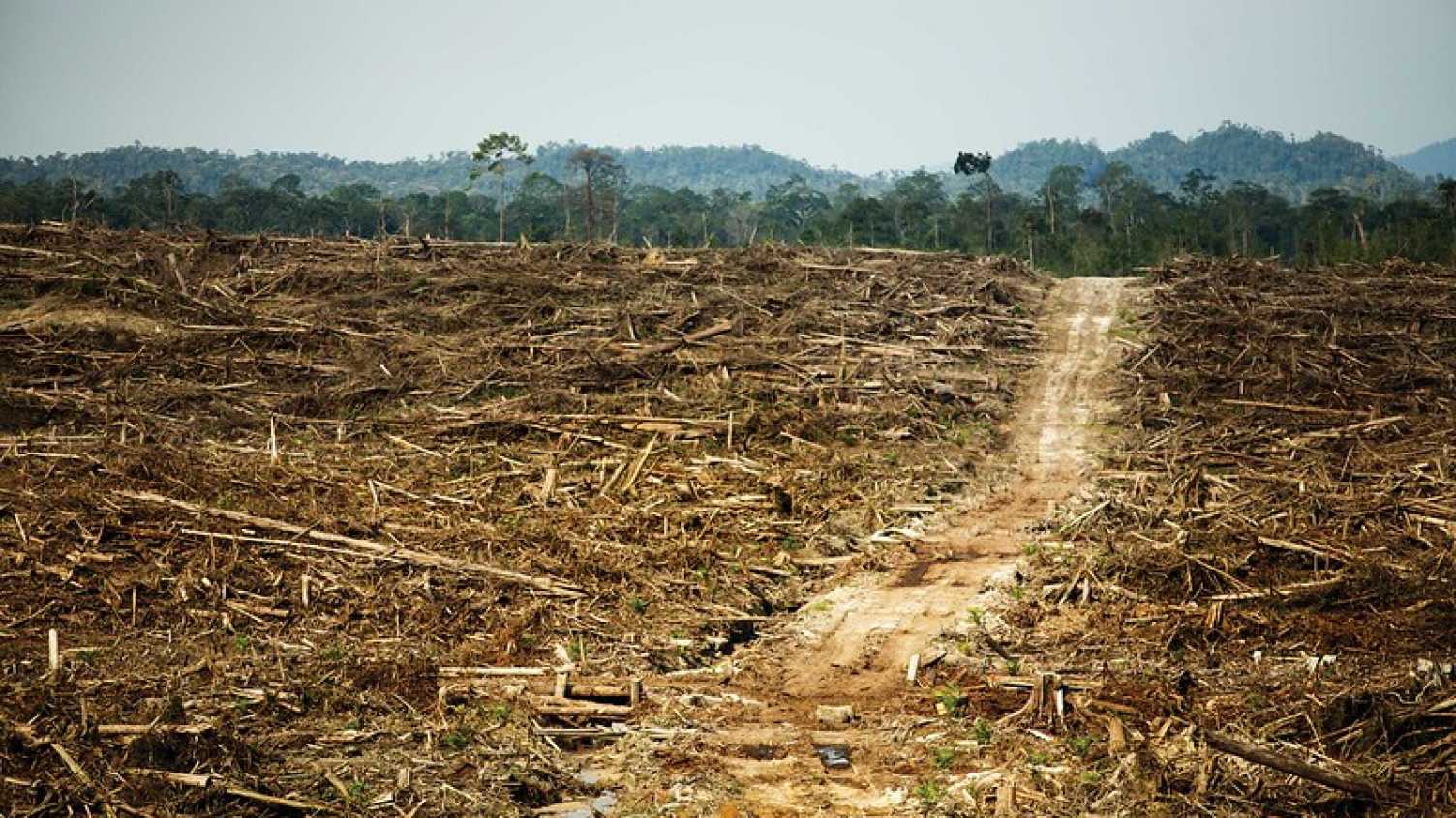 Thumbnail for Climate change and deforestation together push tropical species towards extincti…