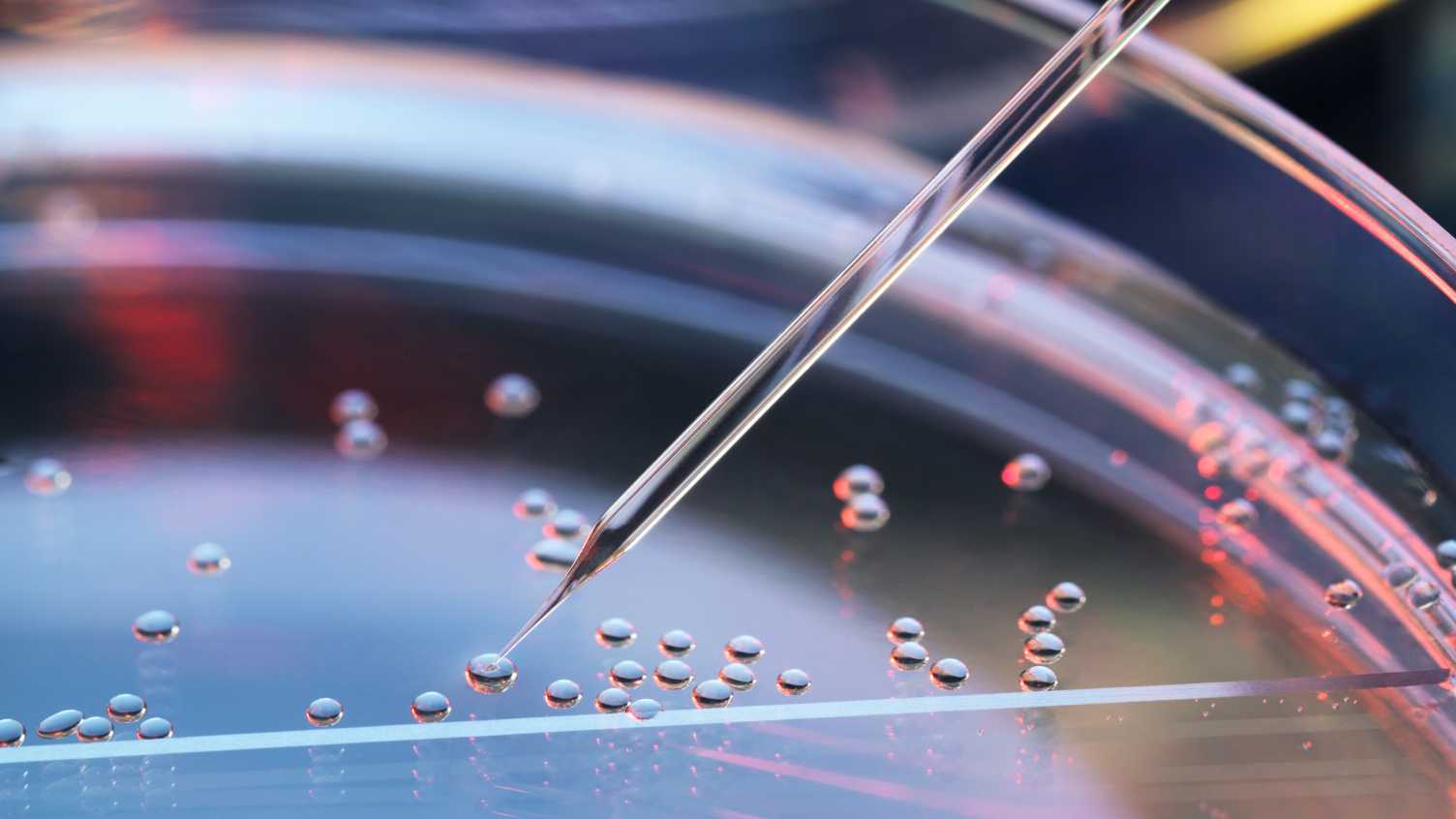 Thumbnail for Centre for Stem Cell Biology | CSCB 
