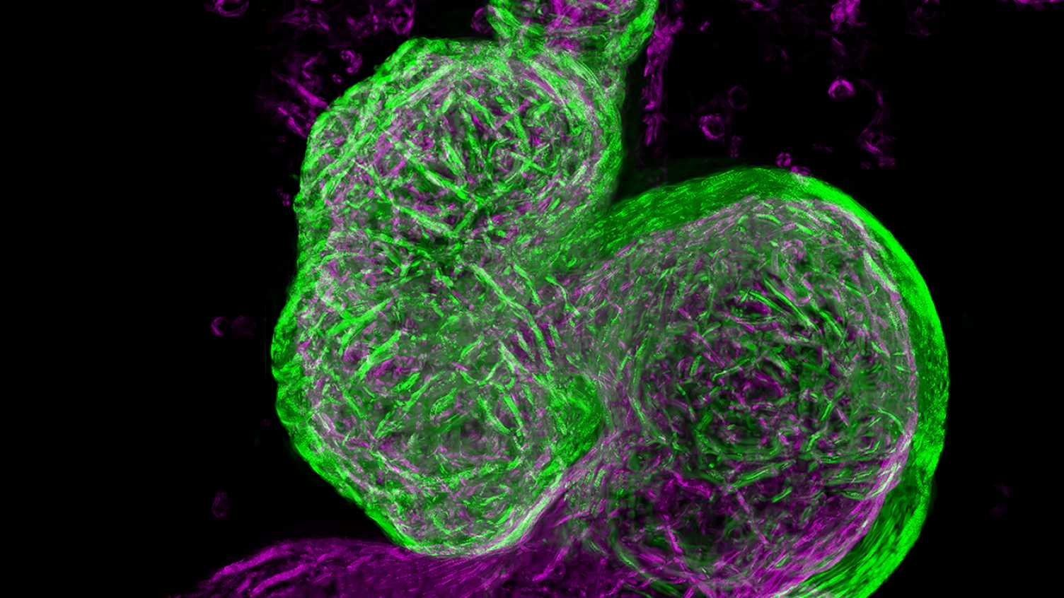 Thumbnail for Anatomical Society Best Image Prize | Bateson 