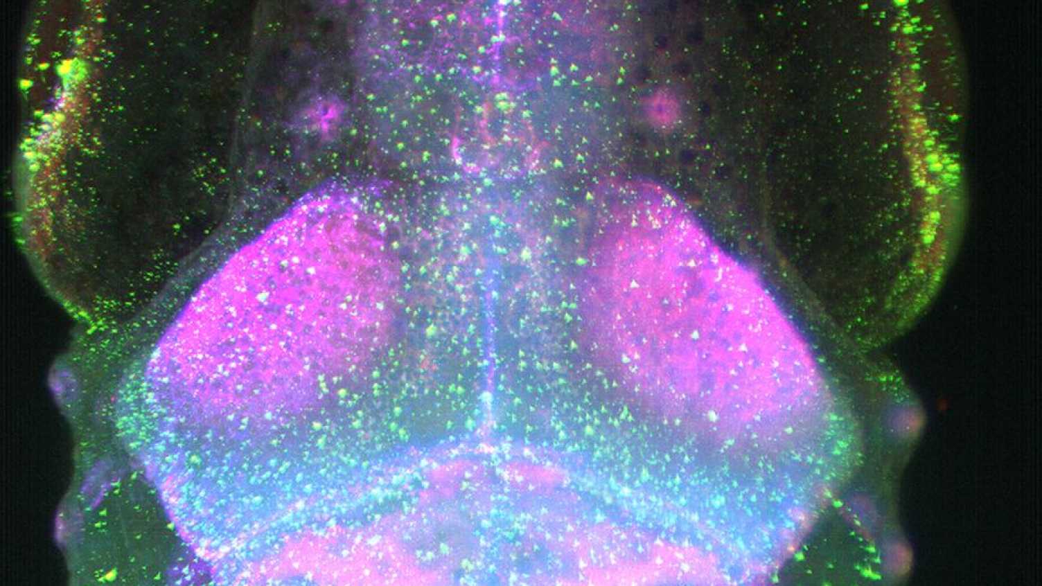 Thumbnail for Disease Models and Mechanisms Cover Image | Bateson 