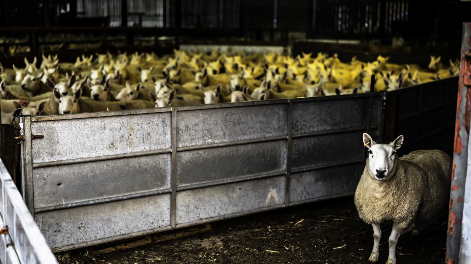 Thumbnail for Red tape and digital divide threaten success of post-Brexit sustainable farming …