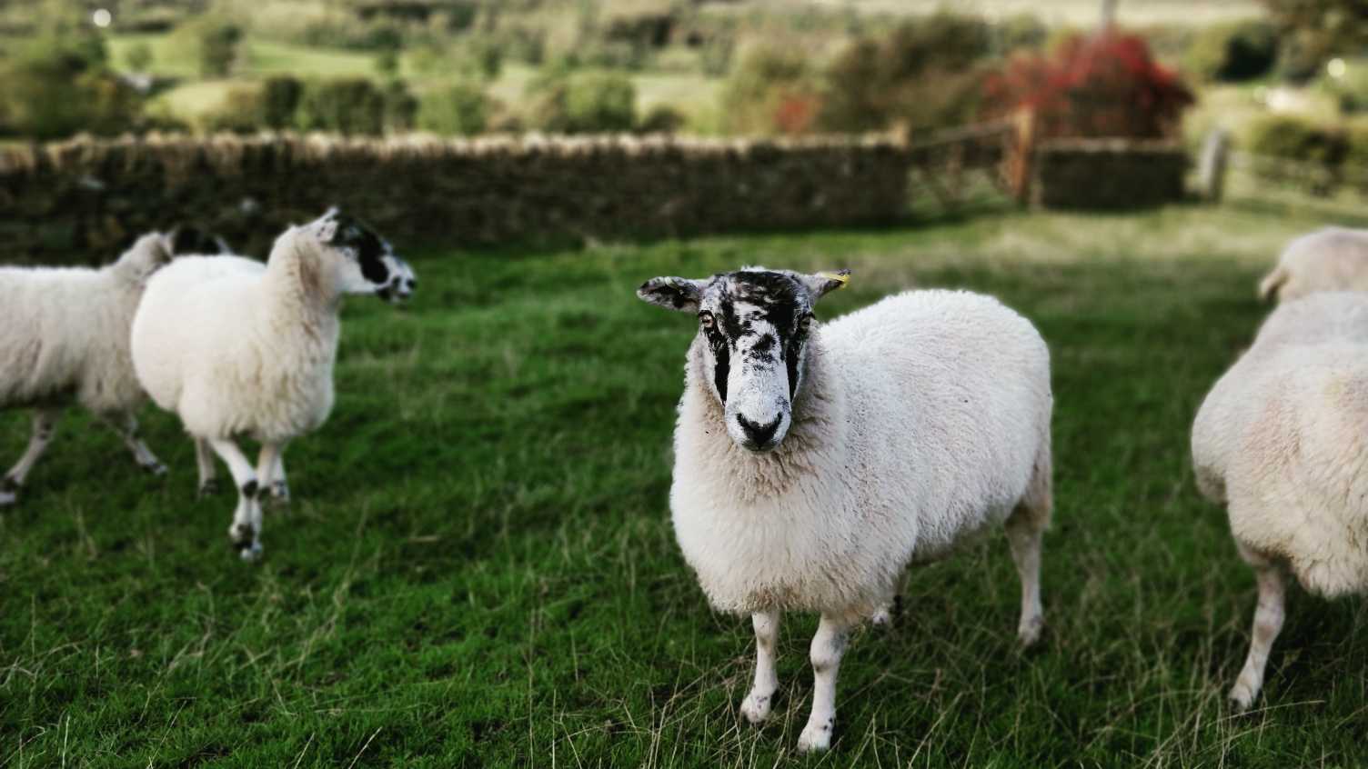 Thumbnail for Sheep farmers could profit by shifting to forest, research shows | Biosciences 