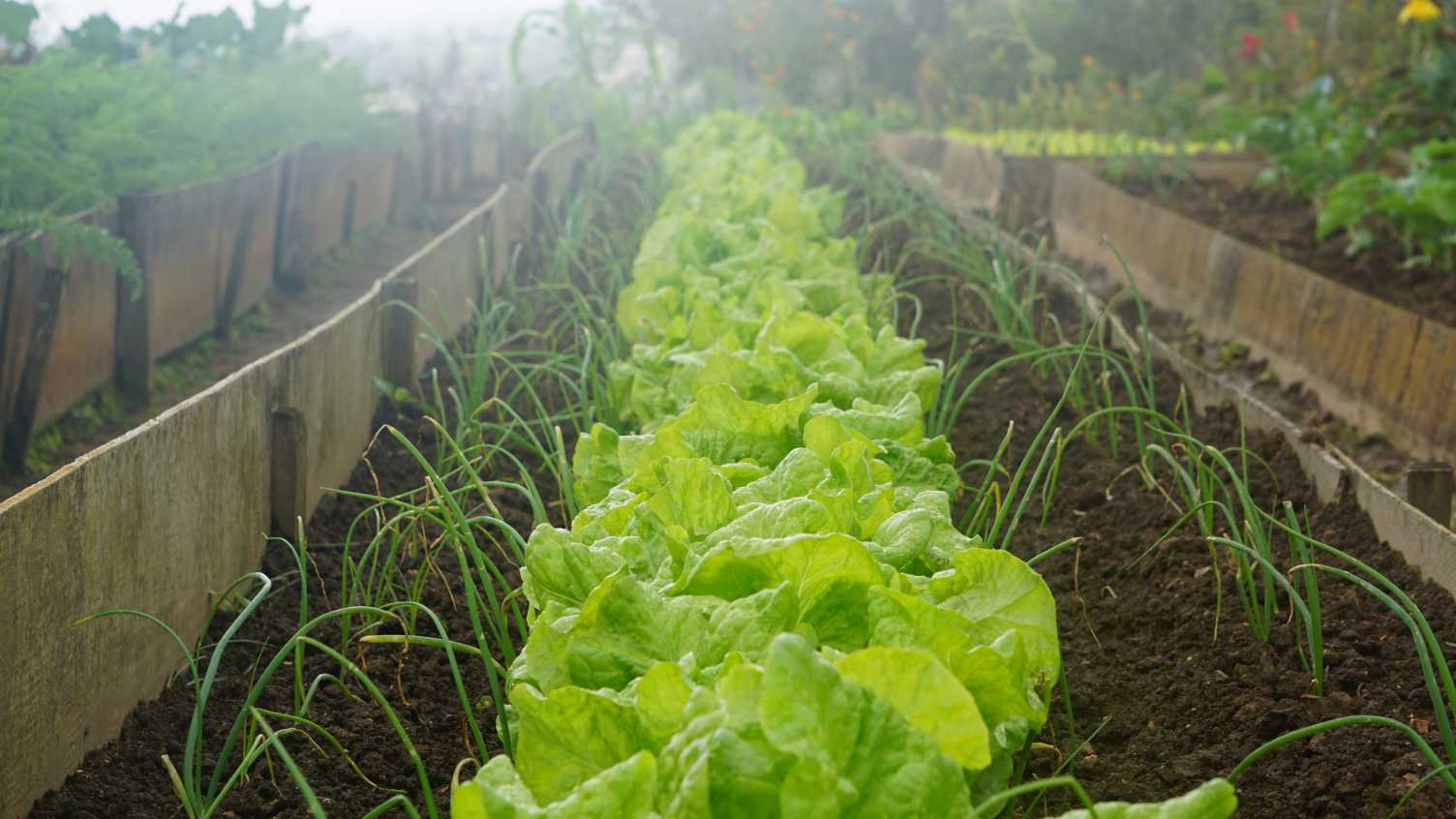 Thumbnail for Significant Grant awarded by Agrifood Africa Innovation | AREC 