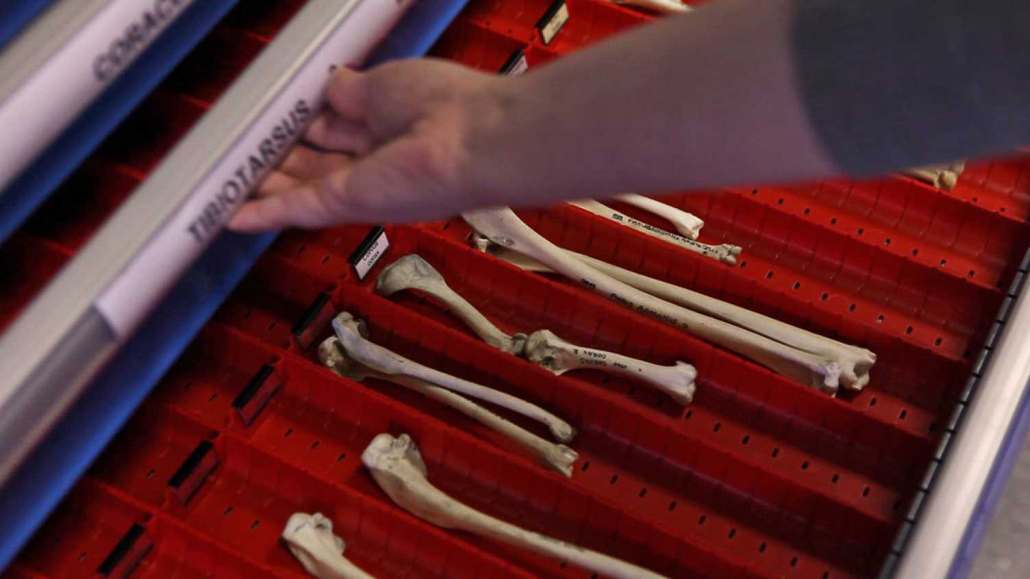 Thumbnail for Zooarchaeology Laboratory - Consultancy | Archaeology and Heritage 