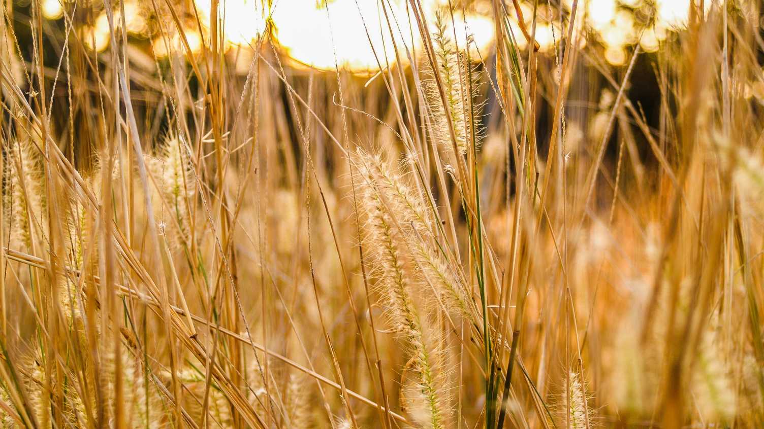 Thumbnail for Scientists identify factors which drive the evolution of herbicide resistance | …