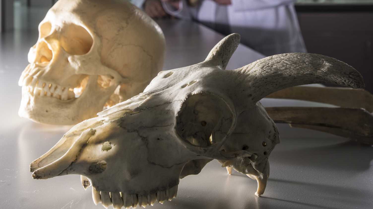 Thumbnail for Bioarchaeology | Biosciences 