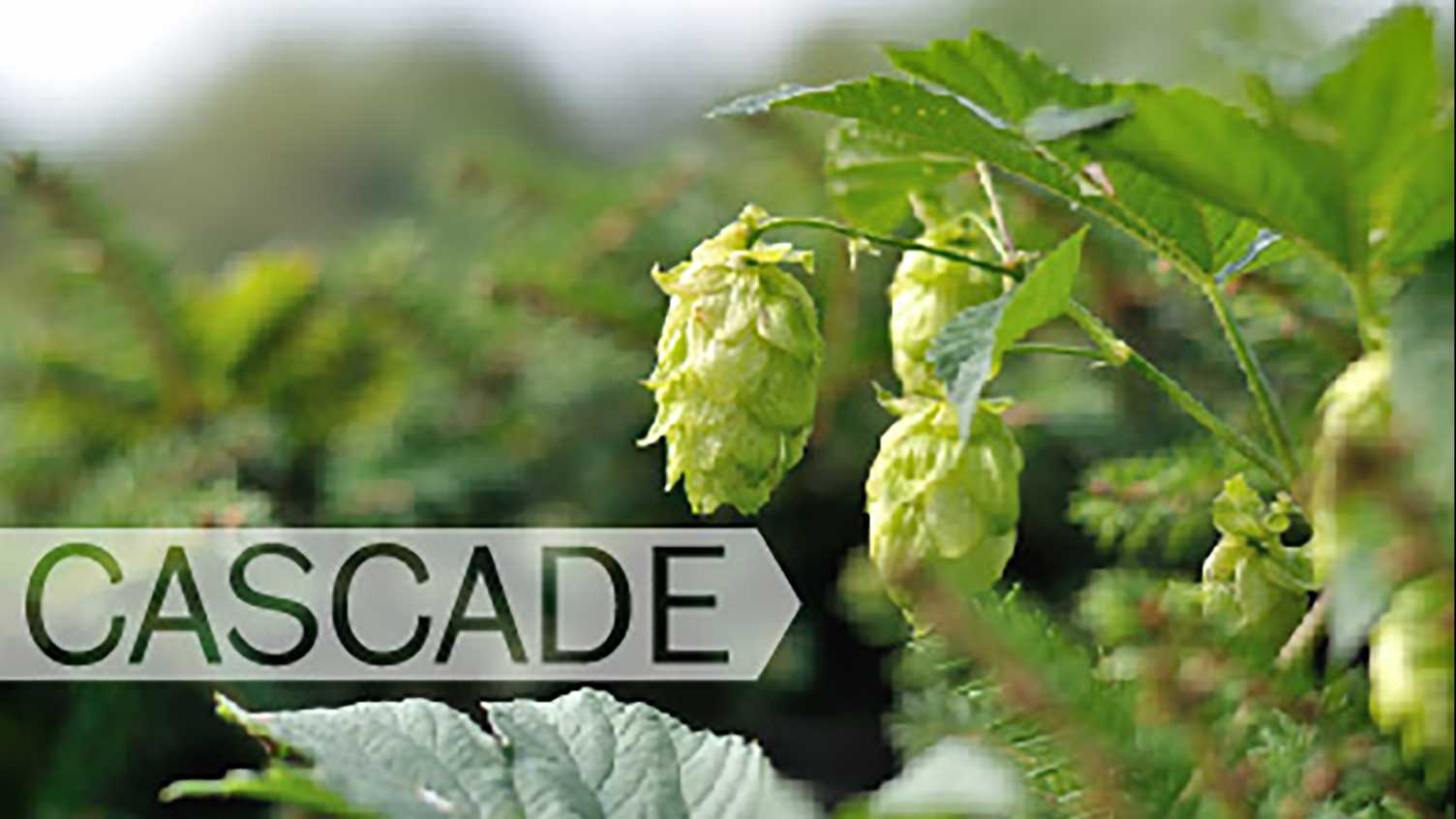 Thumbnail for New blog post for the Society for the Study of Addiction | CASCADE 