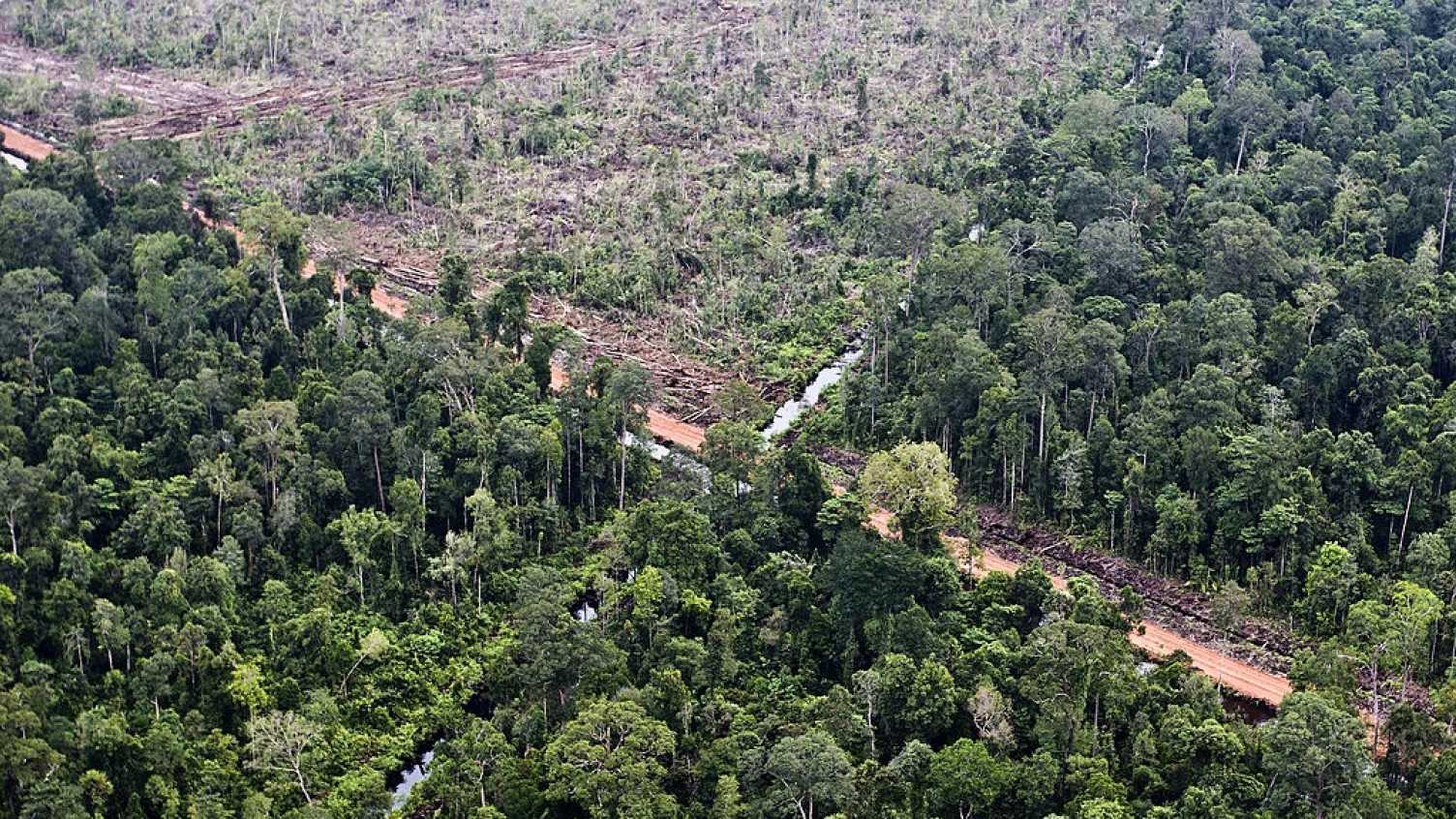 Thumbnail for 80 per cent of Indonesian rainforest vulnerable to palm oil destruction is not p…