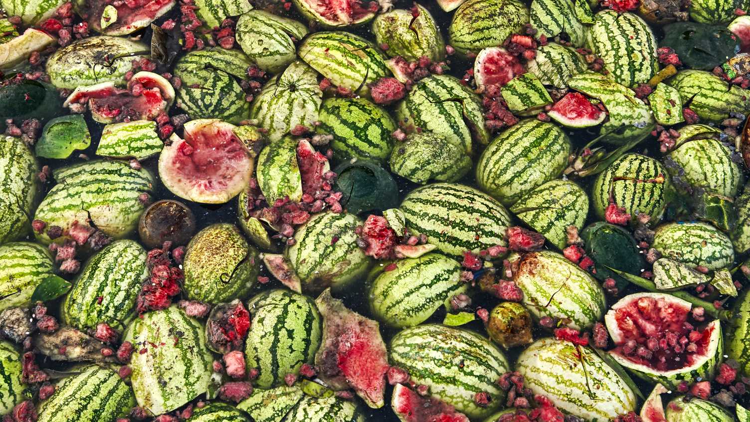 Thumbnail for UK scientists led by Sheffield University working with engineers to reduce food …