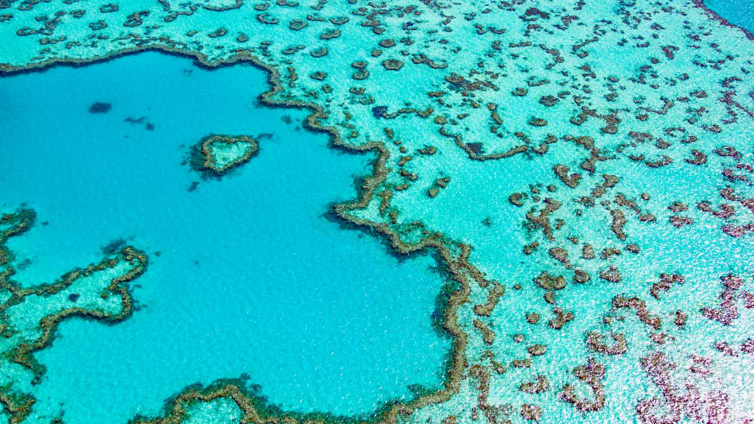 Resilience of Great Barrier Reef offers opportunities for regeneration ...