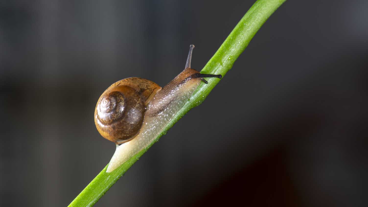 Thumbnail for Sheffield scientists discover how a snail’s genome aids evolution and adaptati…