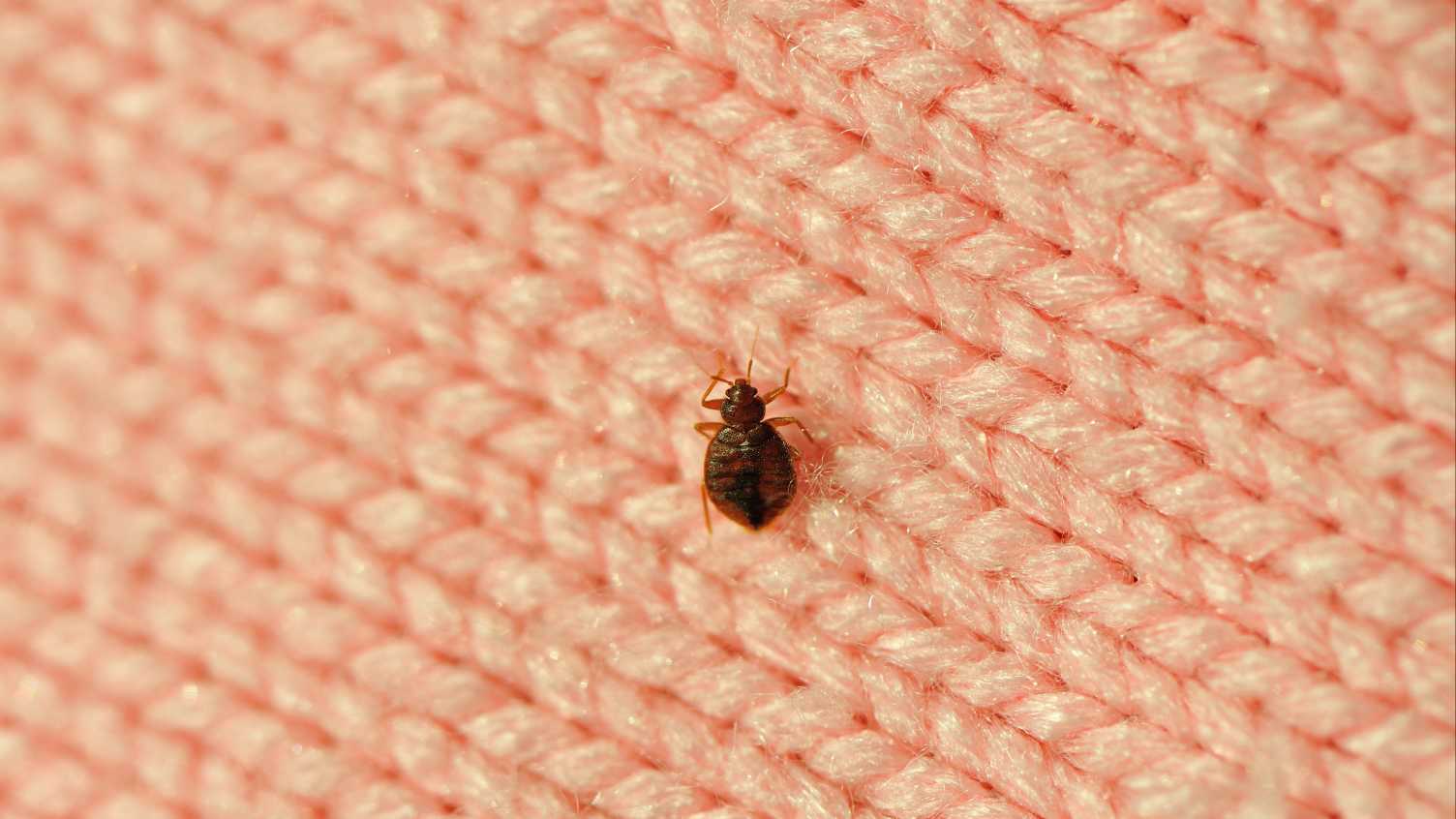 Thumbnail for Bedbugs evolved more than 100 million years ago – and walked the earth with T.…
