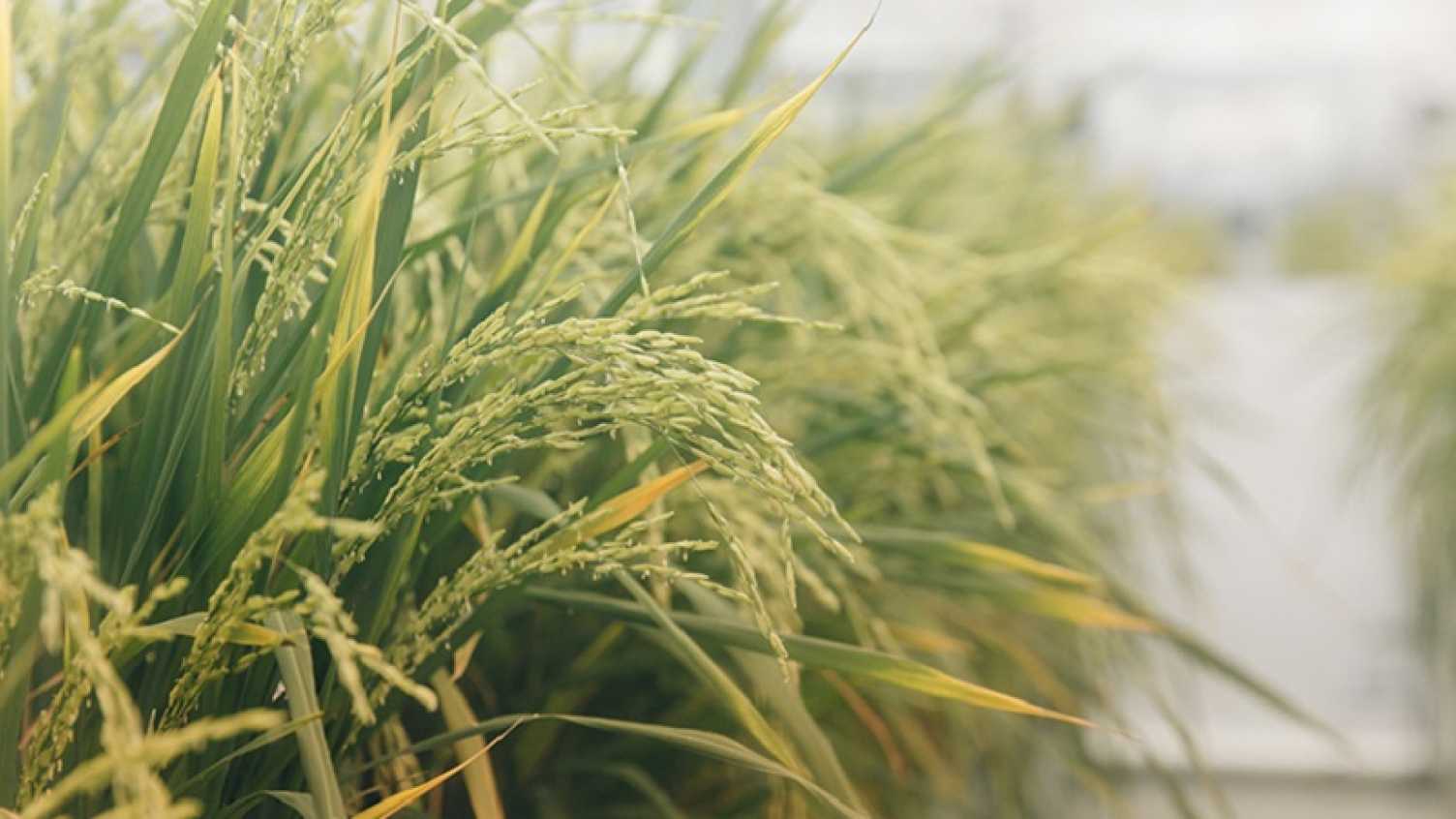 Thumbnail for Rice with fewer stomata requires less water and is better suited for climate cha…