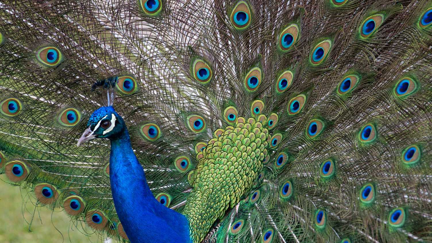 Thumbnail for Bird genes are multitaskers, say scientists at University of Sheffield | Bioscie…