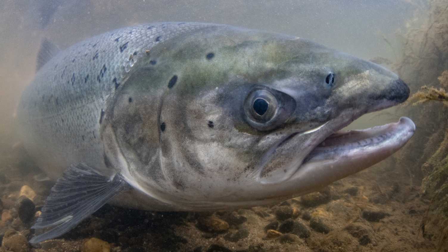 Salmon of Steel | Molecular Ecology Laboratory | The University of ...