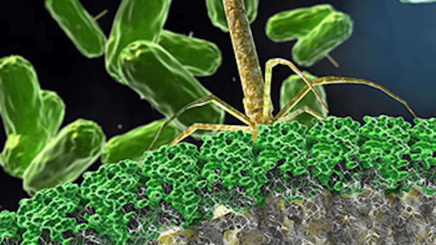 Thumbnail for Bacterial in-fighting provides new treatment for hospital infections | Bioscienc…