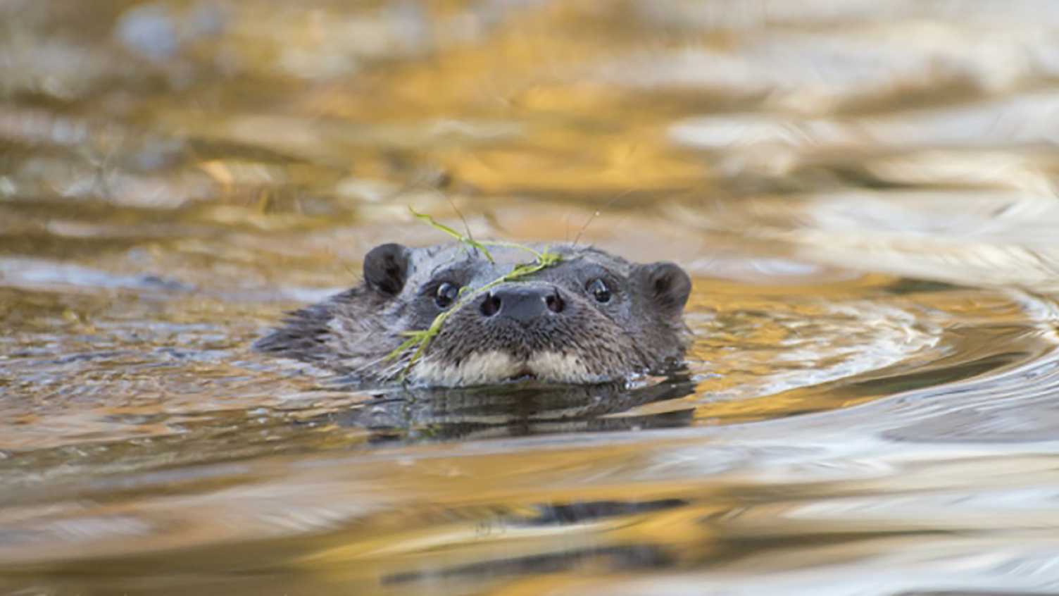 Thumbnail for A DNA-based assessment of otter connectivity in the Peak District | Biosciences 