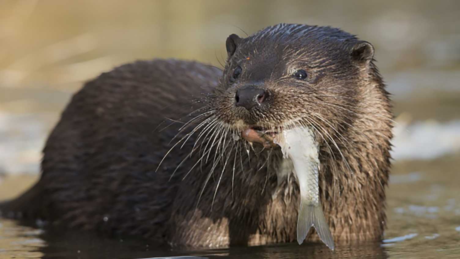 Thumbnail for Wild otter caught on film in Peak District for first time | Biosciences 