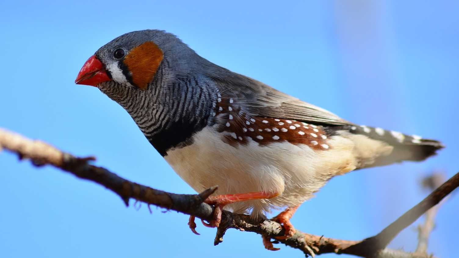 Thumbnail for New research reveals evolutionary insights into the early development of songbir…