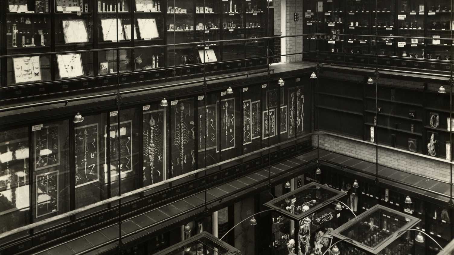 Thumbnail for History | Alfred Denny Museum 