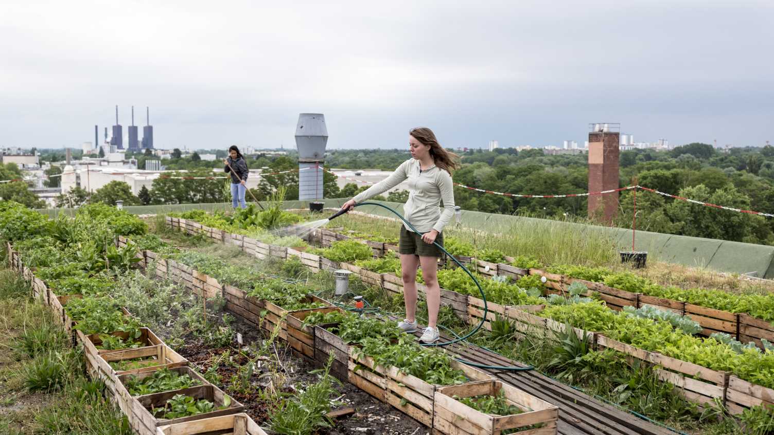 Thumbnail for Allotments have been disappearing from cities – here’s why they are ripe for…
