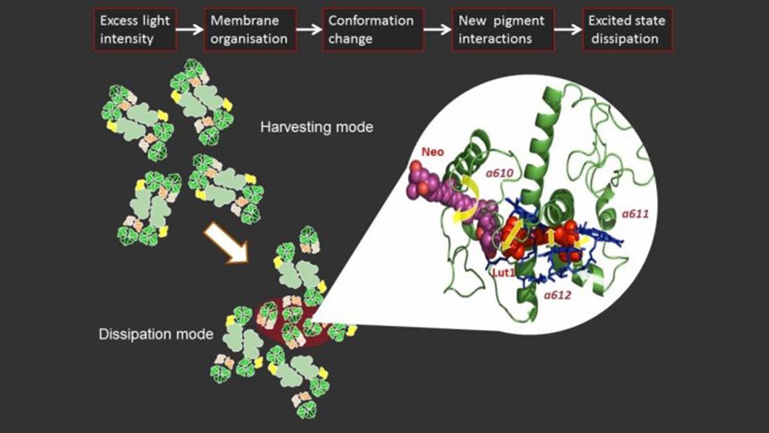 Thumbnail for Plants, Photosynthesis and Soil Publications | Biosciences 