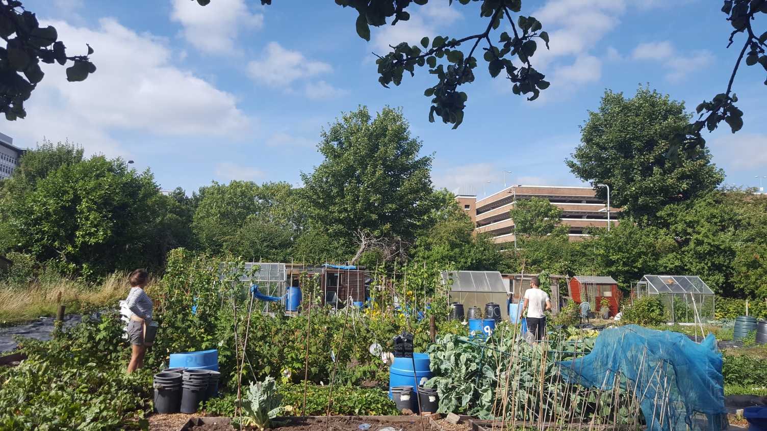Thumbnail for Diary project shows wellbeing benefits of allotment gardening | Institute for Su…
