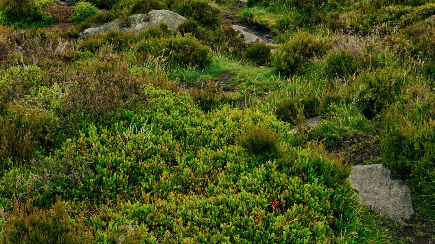 Thumbnail for Peak district grasslands hold key to global plant diversity | Biosciences 