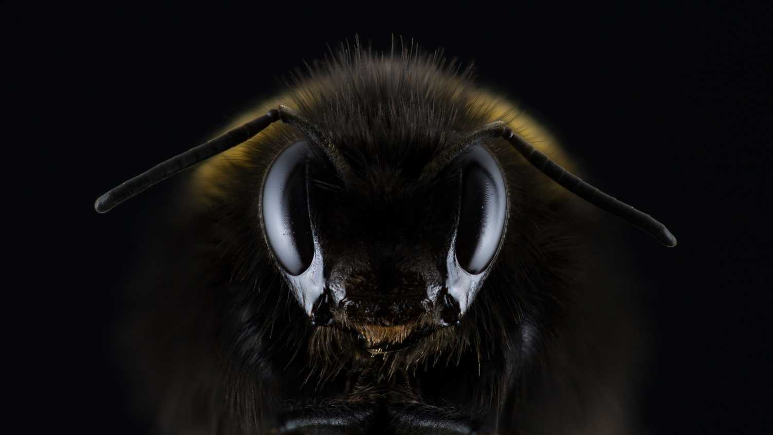 Thumbnail for Next generation of autonomy inspired by insects being developed by University of…