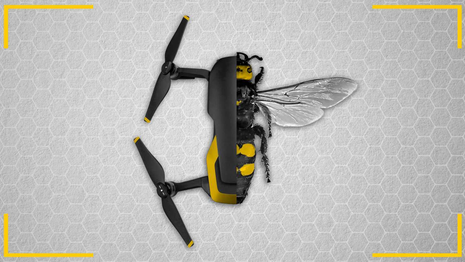 Thumbnail for Bees are helping design the next generation of autonomous technology | Sheffield…