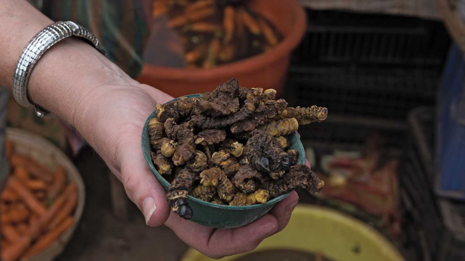 Thumbnail for Novel food regulations are a barrier for edible insects | News 