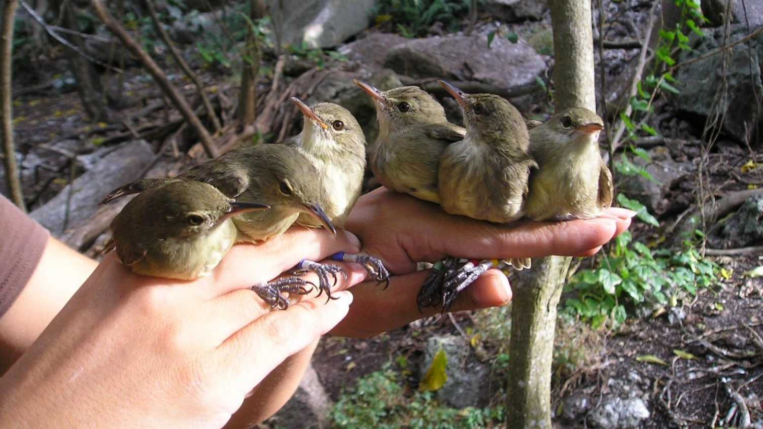 Thumbnail for Females live longer when they have help raising offspring | Biosciences 