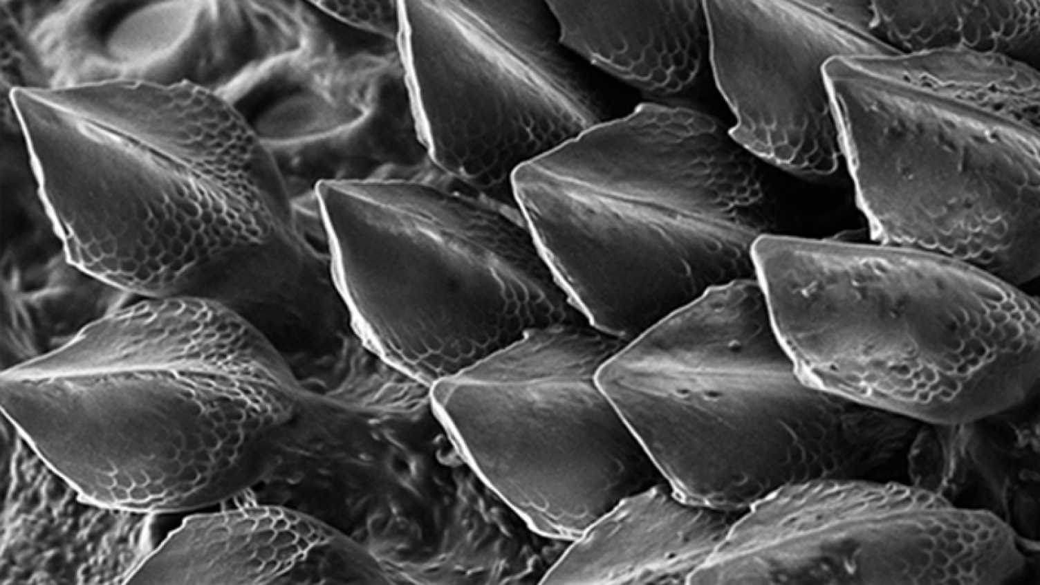 Thumbnail for Codebreaker Turing’s theory explains how shark scales are patterned | Bioscien…