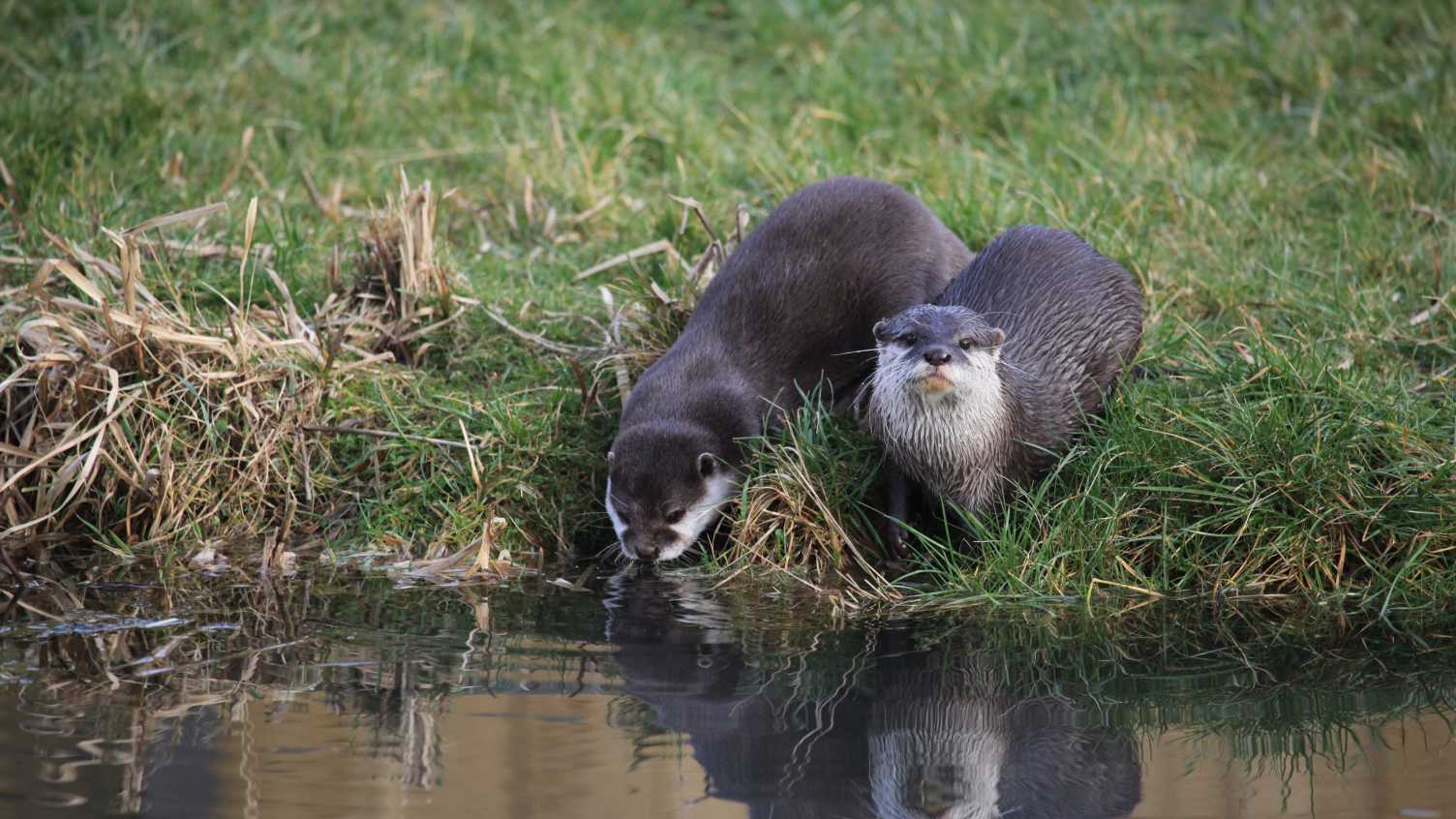 Thumbnail for First evidence of otters breeding in Peak District found by scientists | Bioscie…