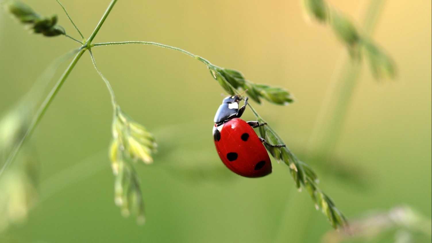 Thumbnail for Pollution in cities damaging insects and ecosystems | Biosciences 