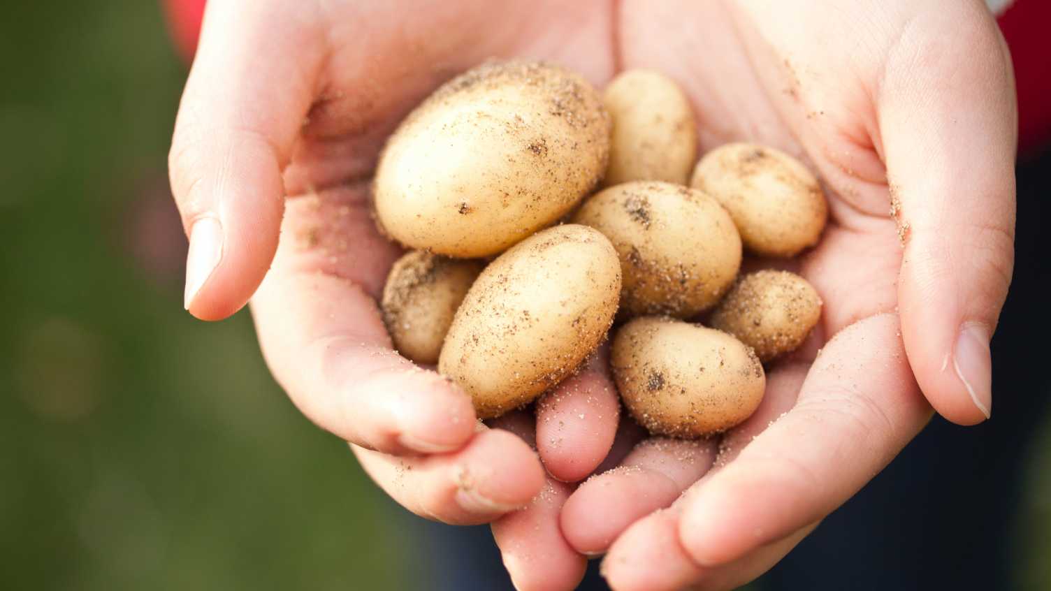 Thumbnail for Potatoes are the nation’s most popular crop according to the first survey of o…